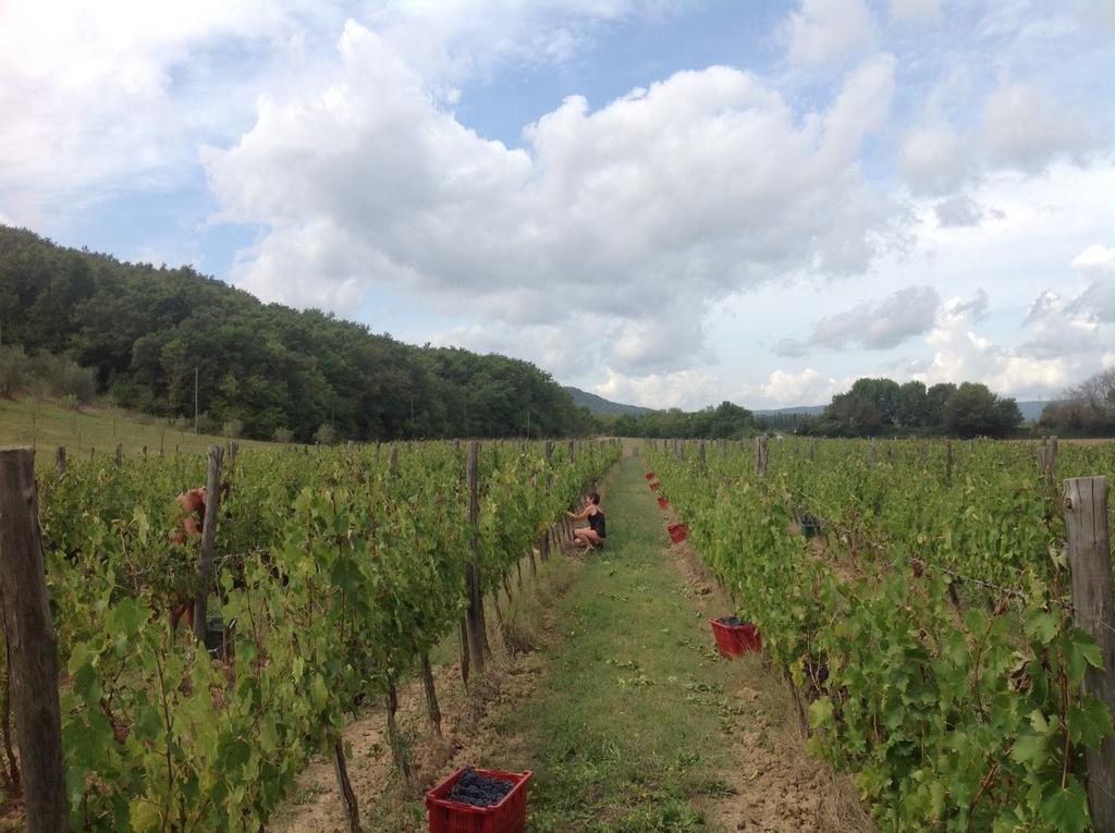 Agriturismo Podere Mulinaccio Ribolla エクステリア 写真